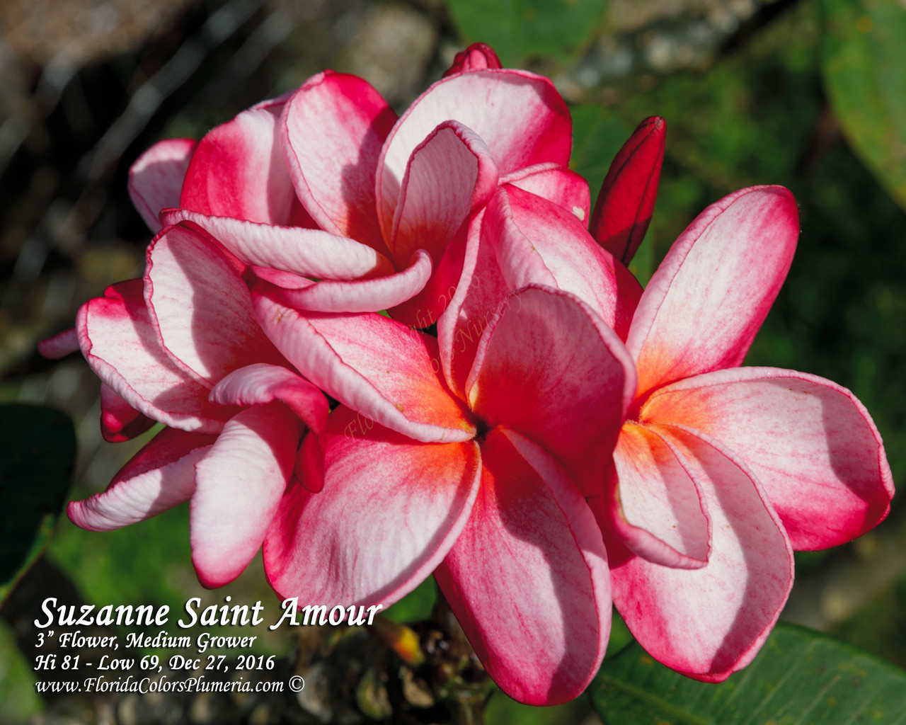 Suzanne Saint Amour Plumeria Introduced by Florida Colors Nursery