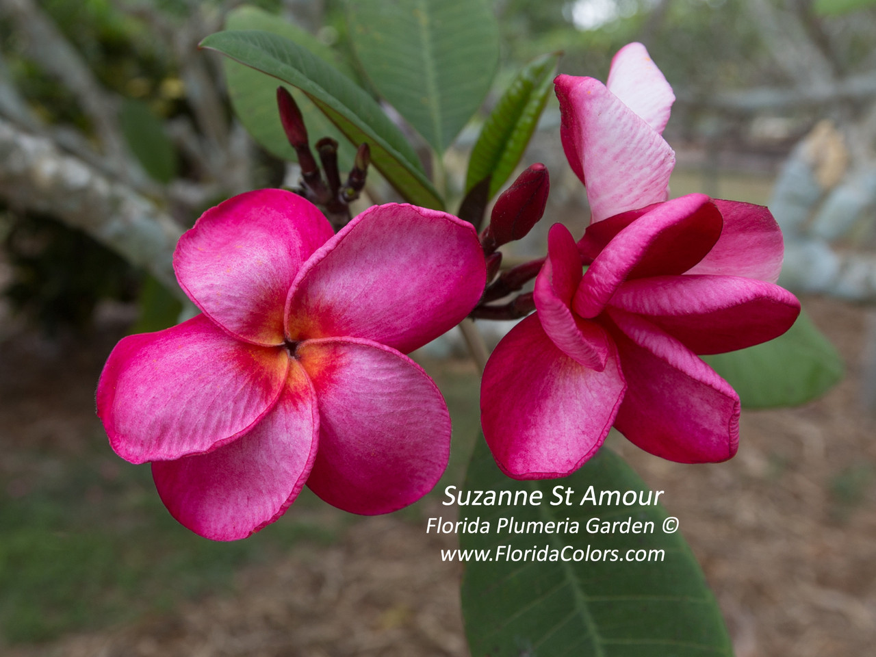 Suzanne Saint Amour Plumeria Introduced by Florida Colors Nursery