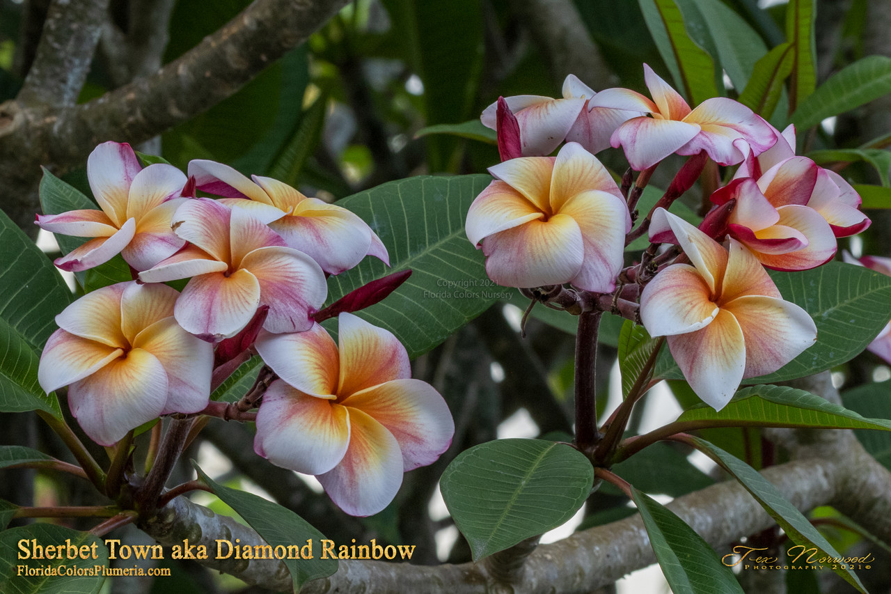 Sherbet Town Plumeria aka Diamond Rainbow