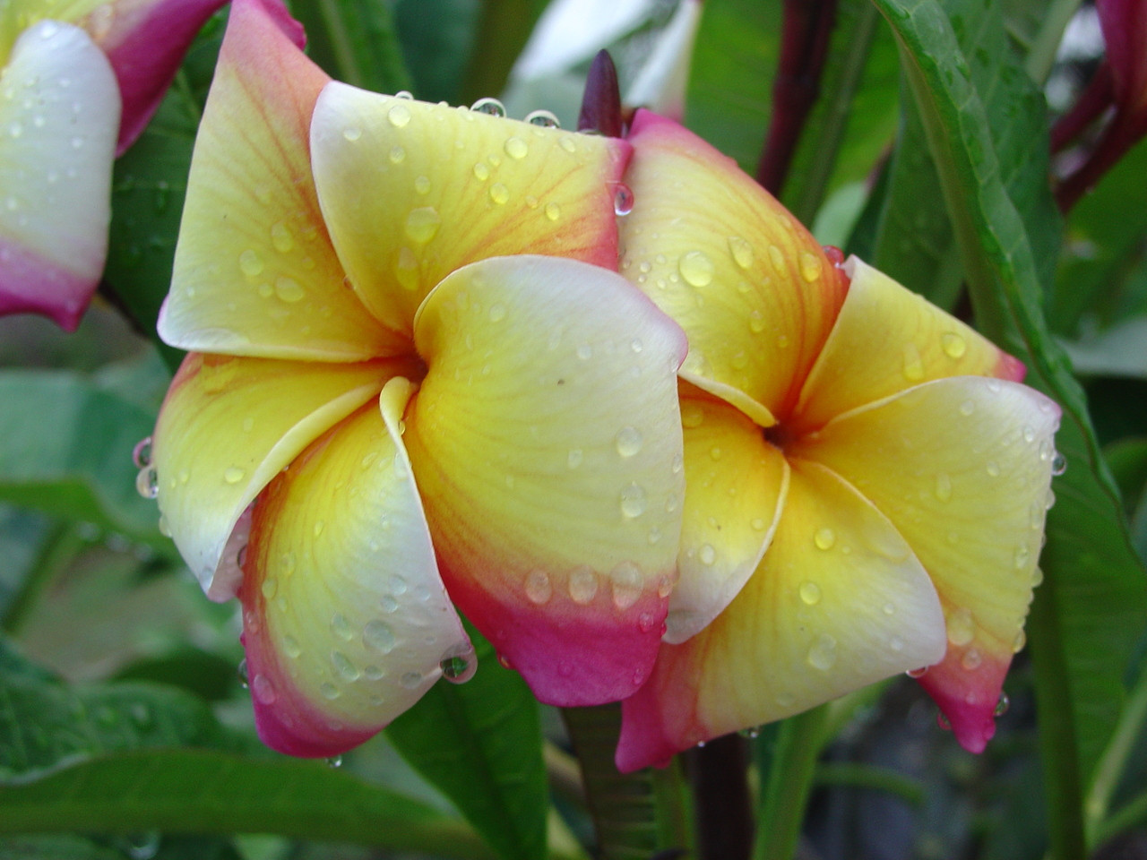 Gladys O'Neal Plumeria Introduced by Florida Colors Nursery