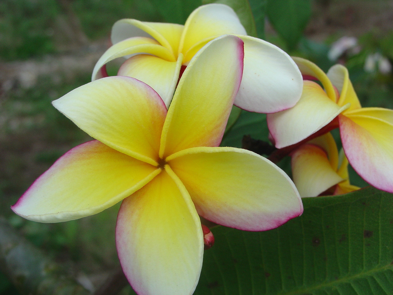 Gladys O'Neal Plumeria Introduced by Florida Colors Nursery