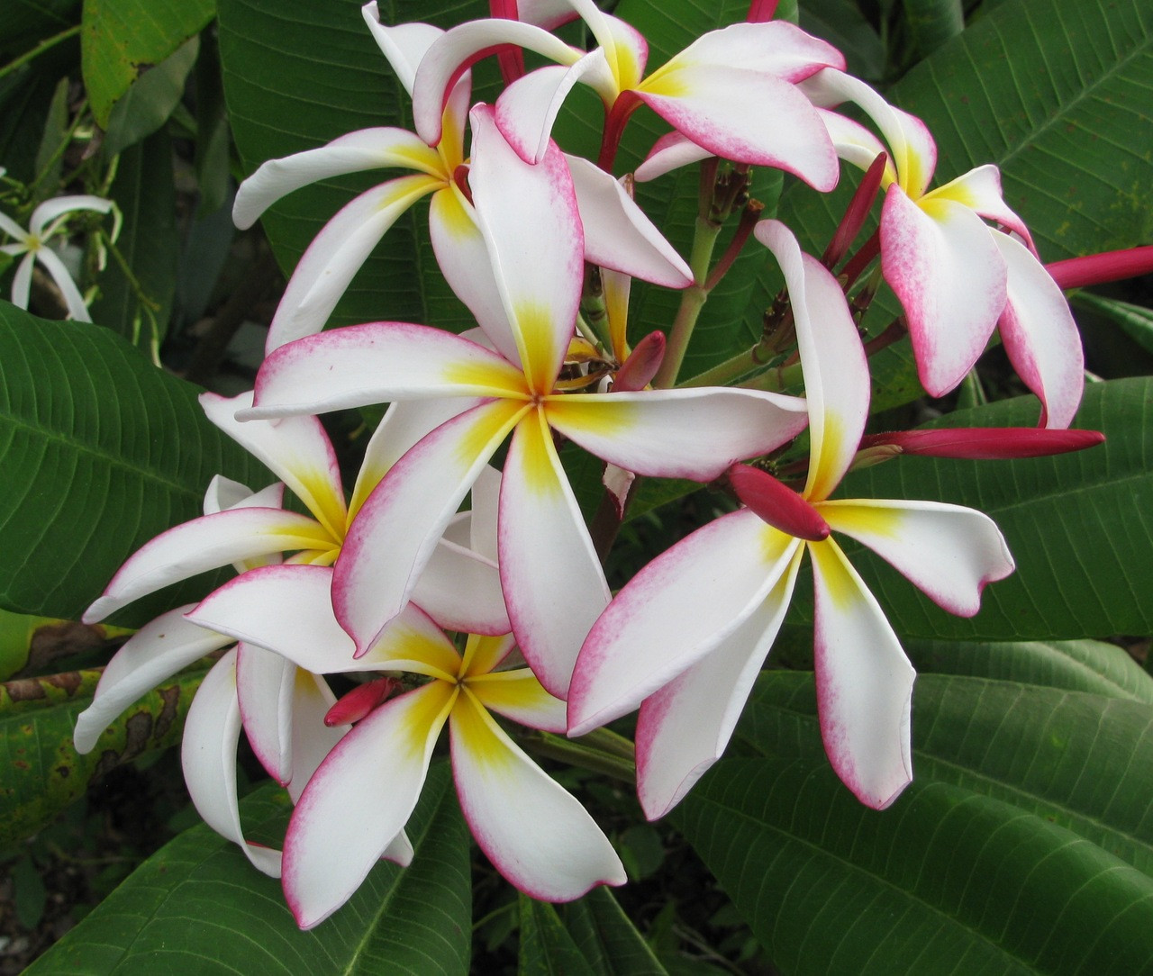 Linda Plumeria