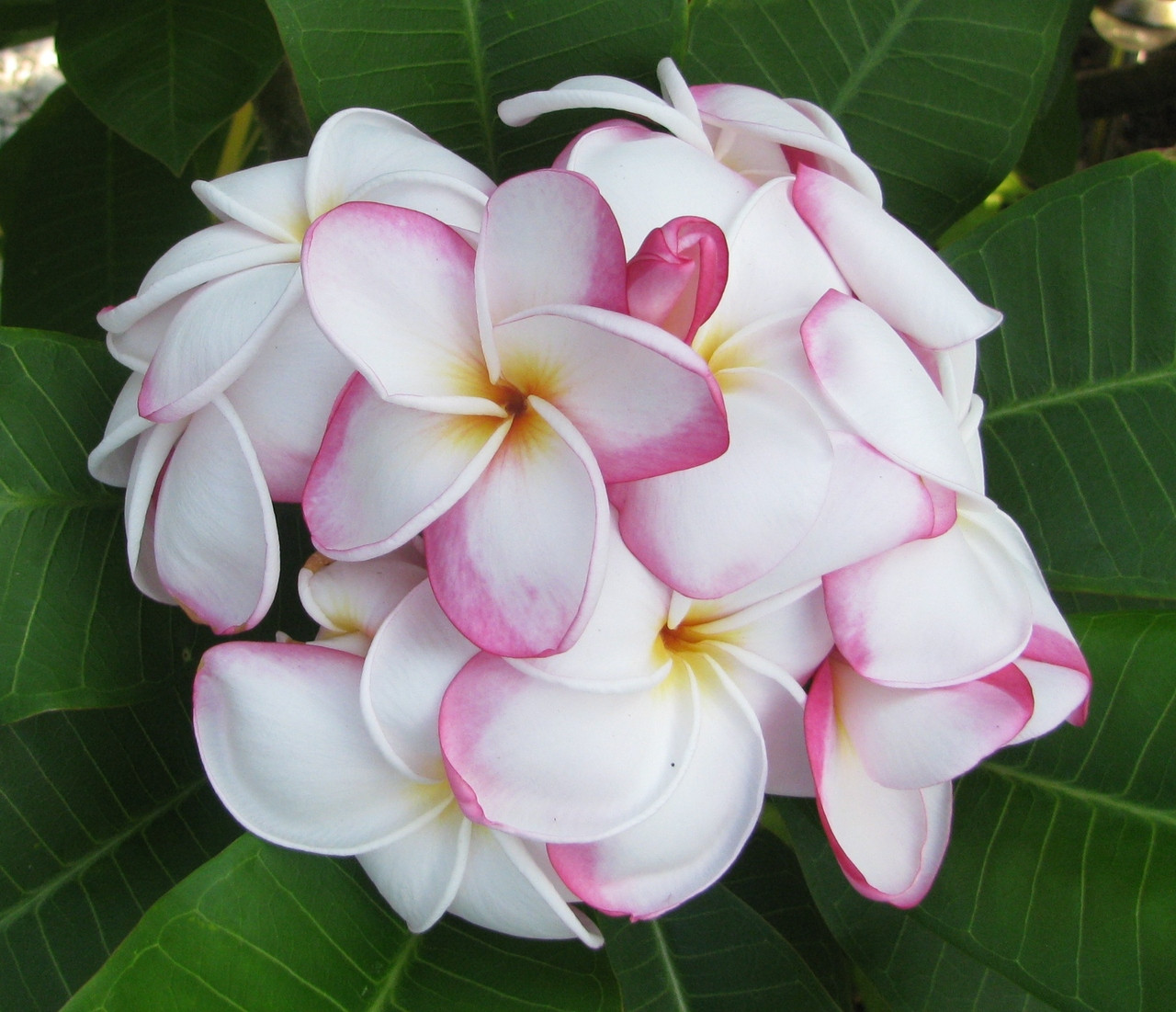 そ*う様 プルメリア　Sweet valentine Plumeria by N SWEET VALENTINE Plumeria by Nui