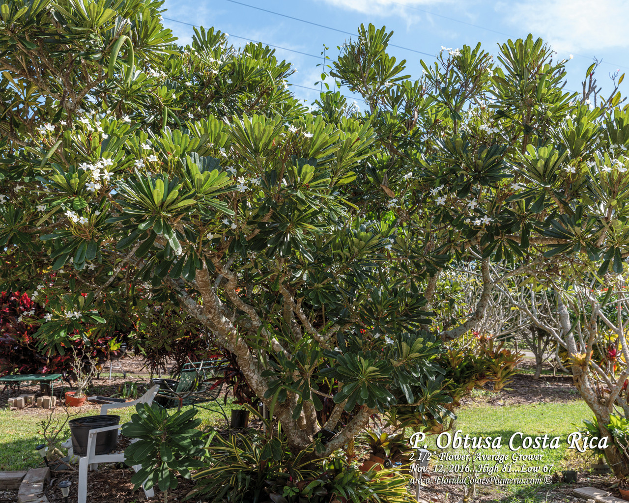 P. obtusa Costa Rica Plumeria