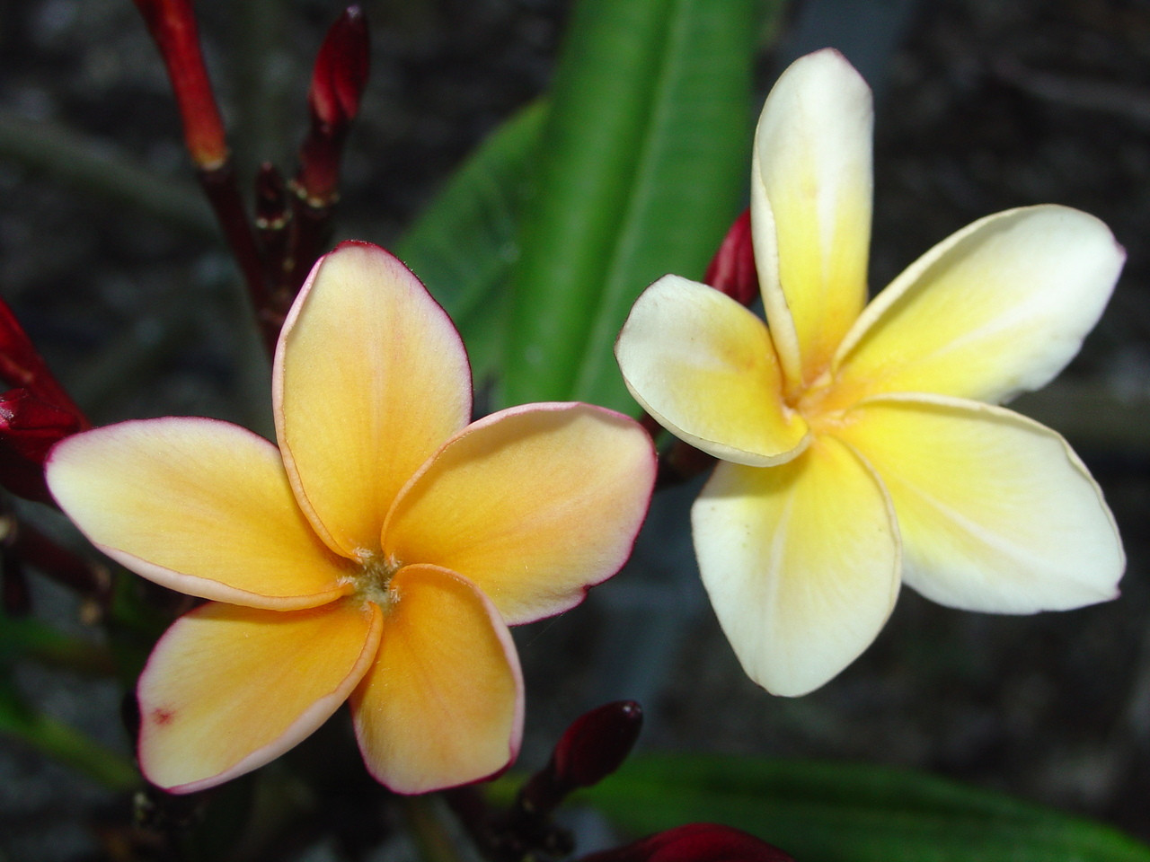 Shrimp Louie Plumeria
