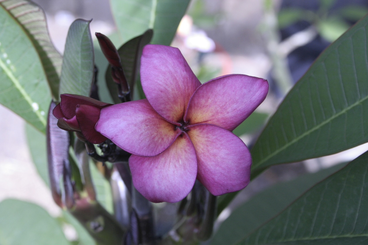 Lake's Passion Plumeria Plumeria by Florida Colors Nursery