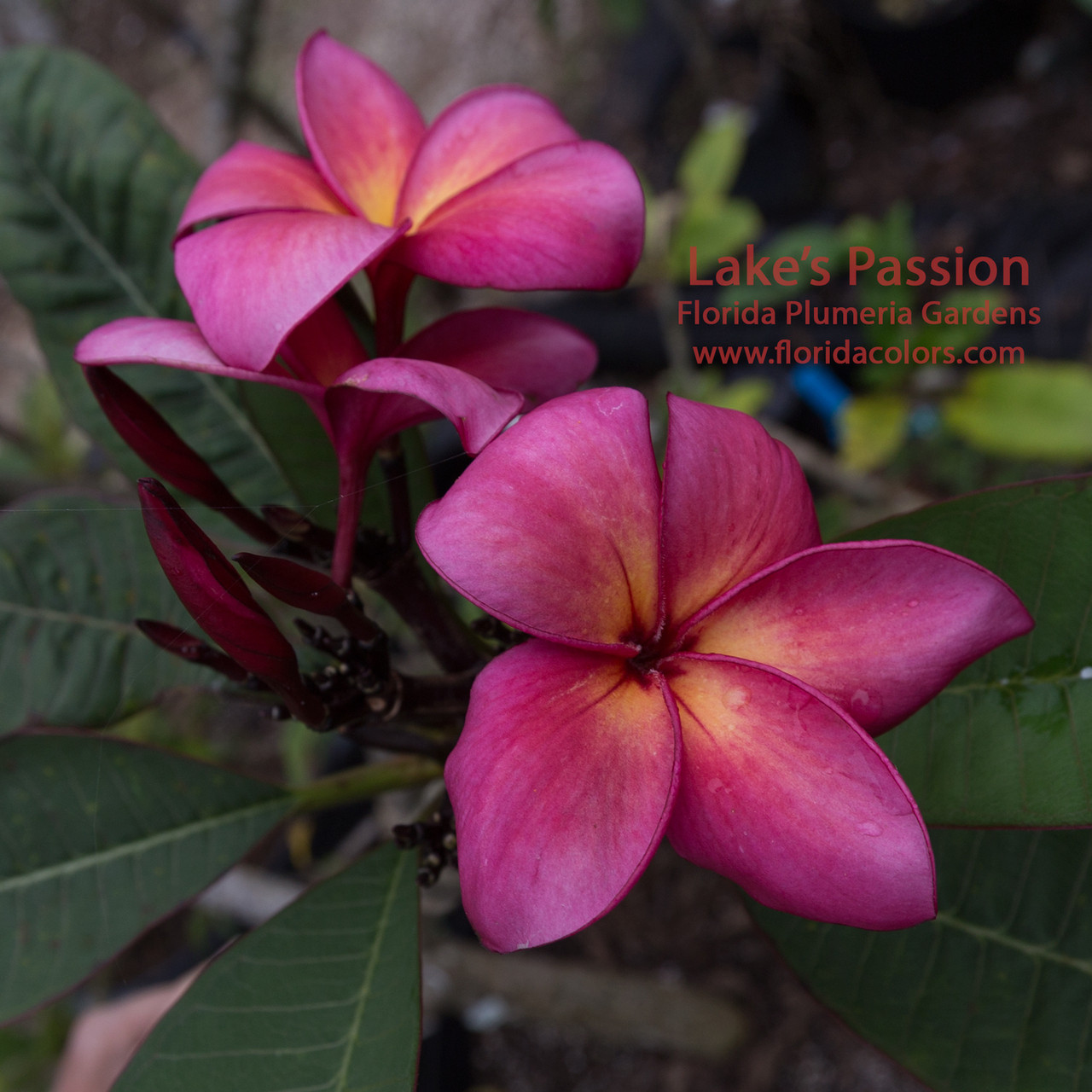 Lake's Passion Plumeria