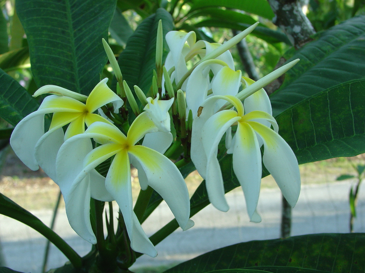 Ammaron's Curly White plumeria