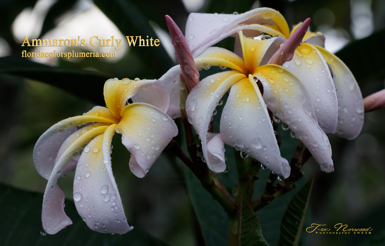 Ammaron's Curly White plumeria