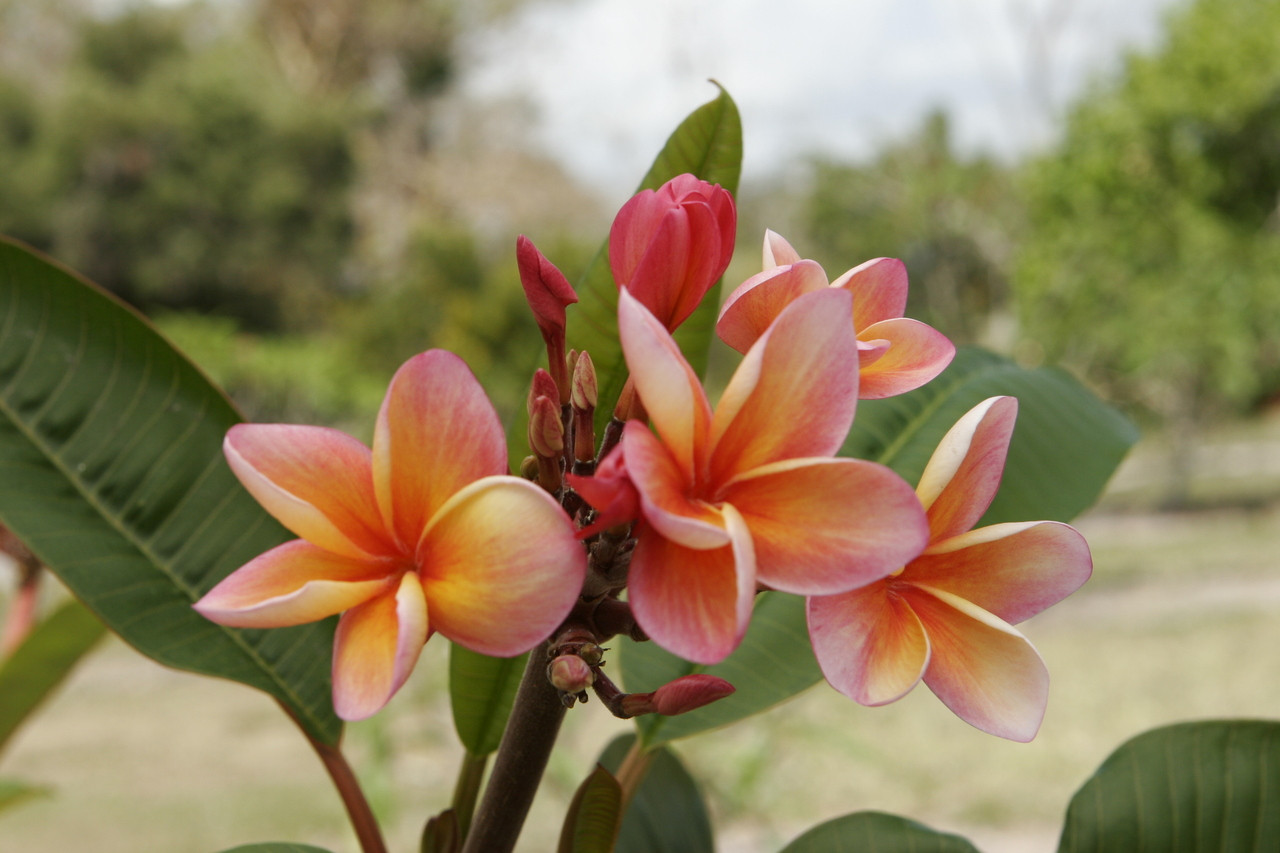 Cindy Schmidt Plumeria