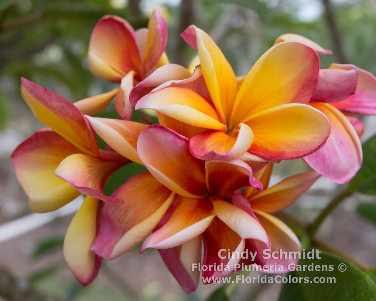 Cindy Schmidt Plumeria