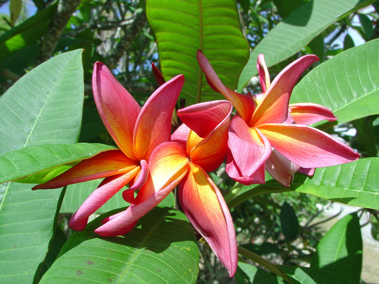 Ethel Johnson Plumeria Introduced by Florida Colors Nursery