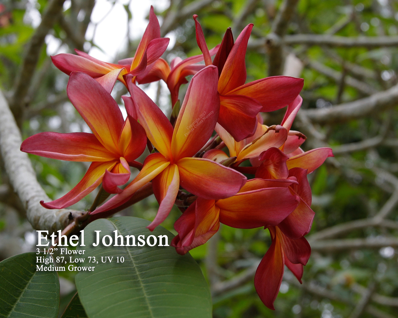 Ethel Johnson Plumeria Introduced by Florida Colors Nursery
