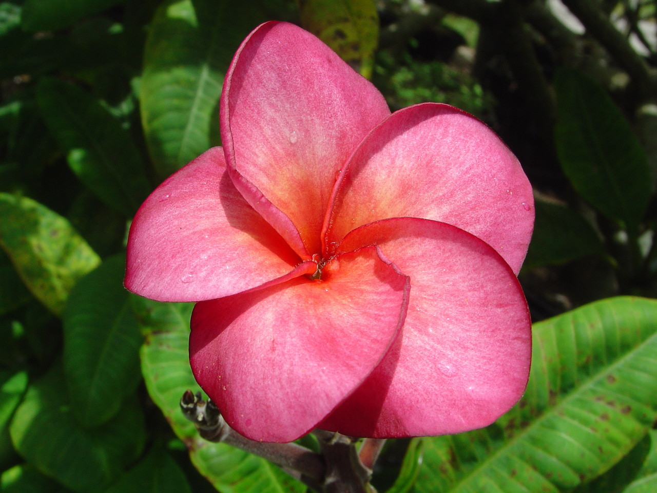 Super Round Plumeria Introduced by Jungle Jack aka J115, Sangwan