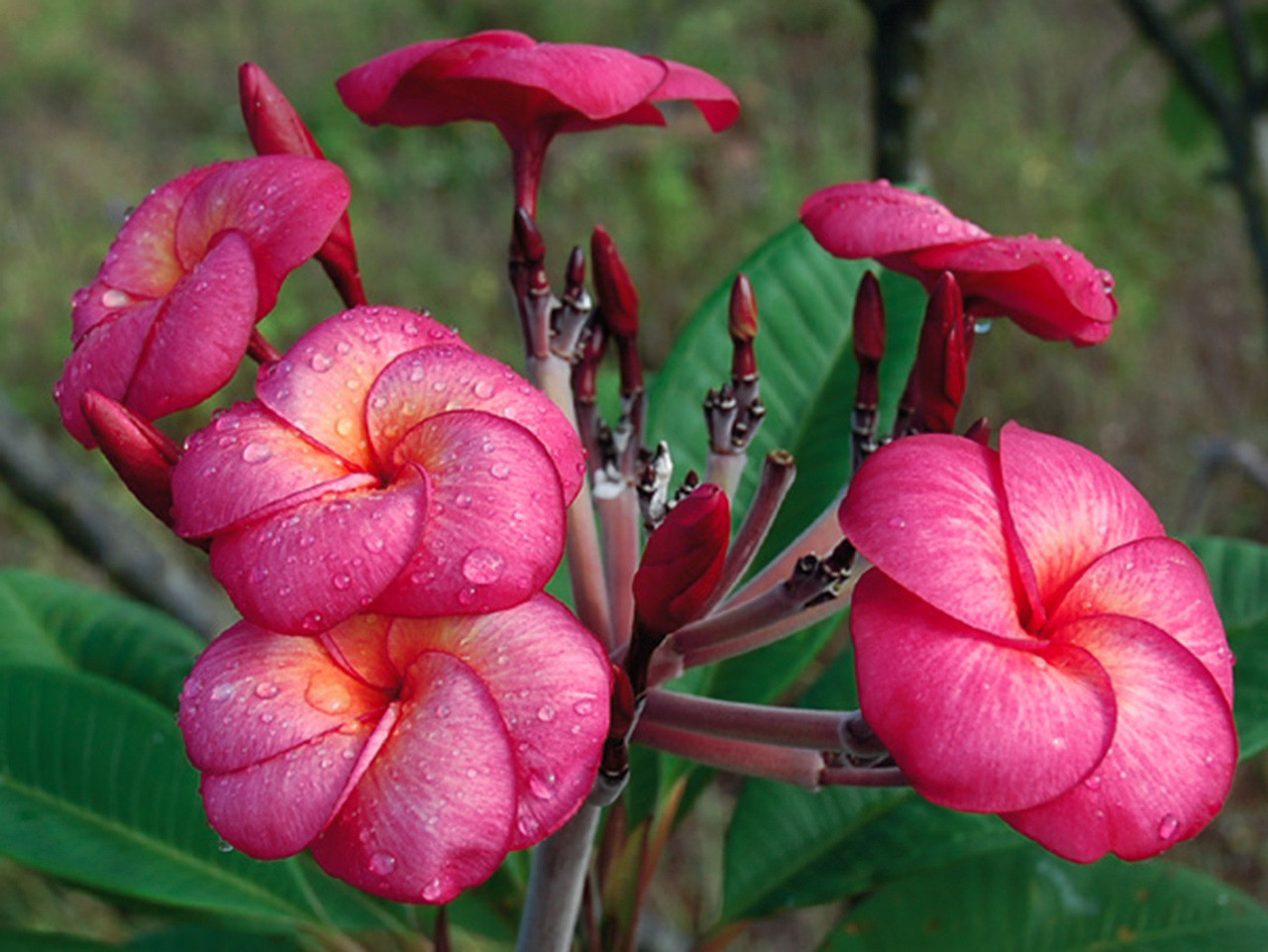 プルメリアページ Super Round Plumeria Introduced by Jungle Jack aka J115, Sangwan