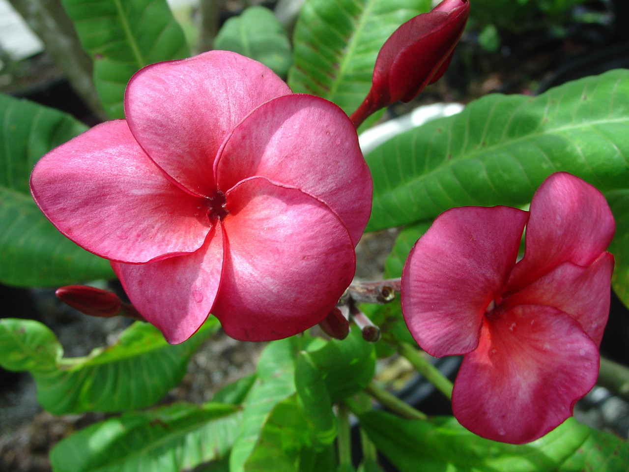 Super Round Plumeria Introduced by Jungle Jack aka J115, Sangwan