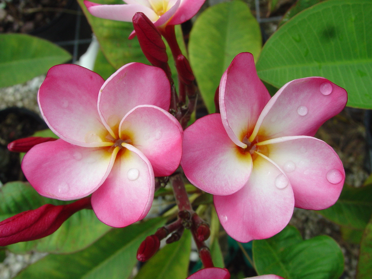 Katrina Plumeria Florida Colors Nursery