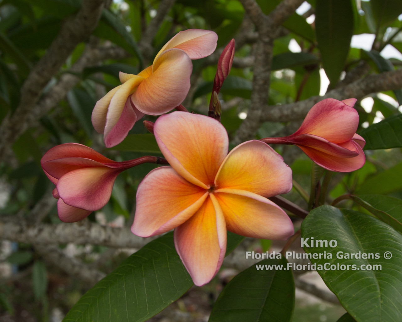 Plumeria♡ Kimo Plumeria
