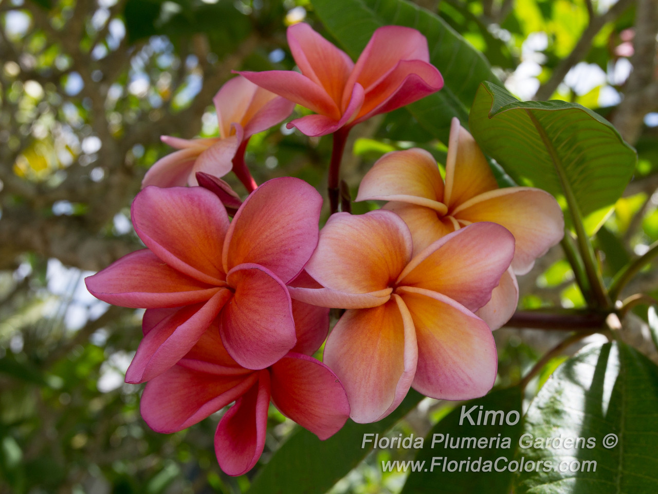 24 Karat Plumeria Cutting