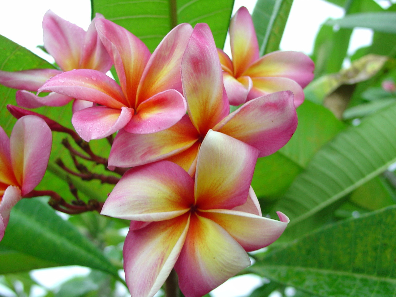 プルメリア　Tahitian Sunset Tahitian Sunset Plumeria