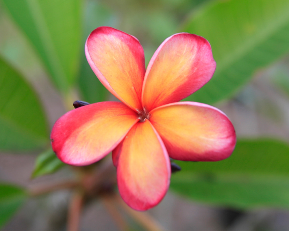 Apricot Plumeria