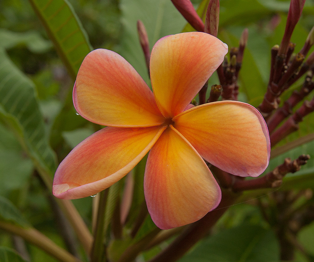 Apricot Plumeria