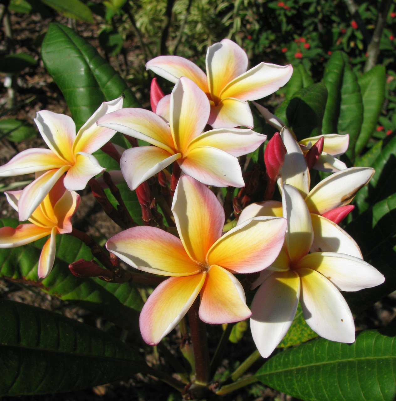 bonnie_fox__19398.1733420985.