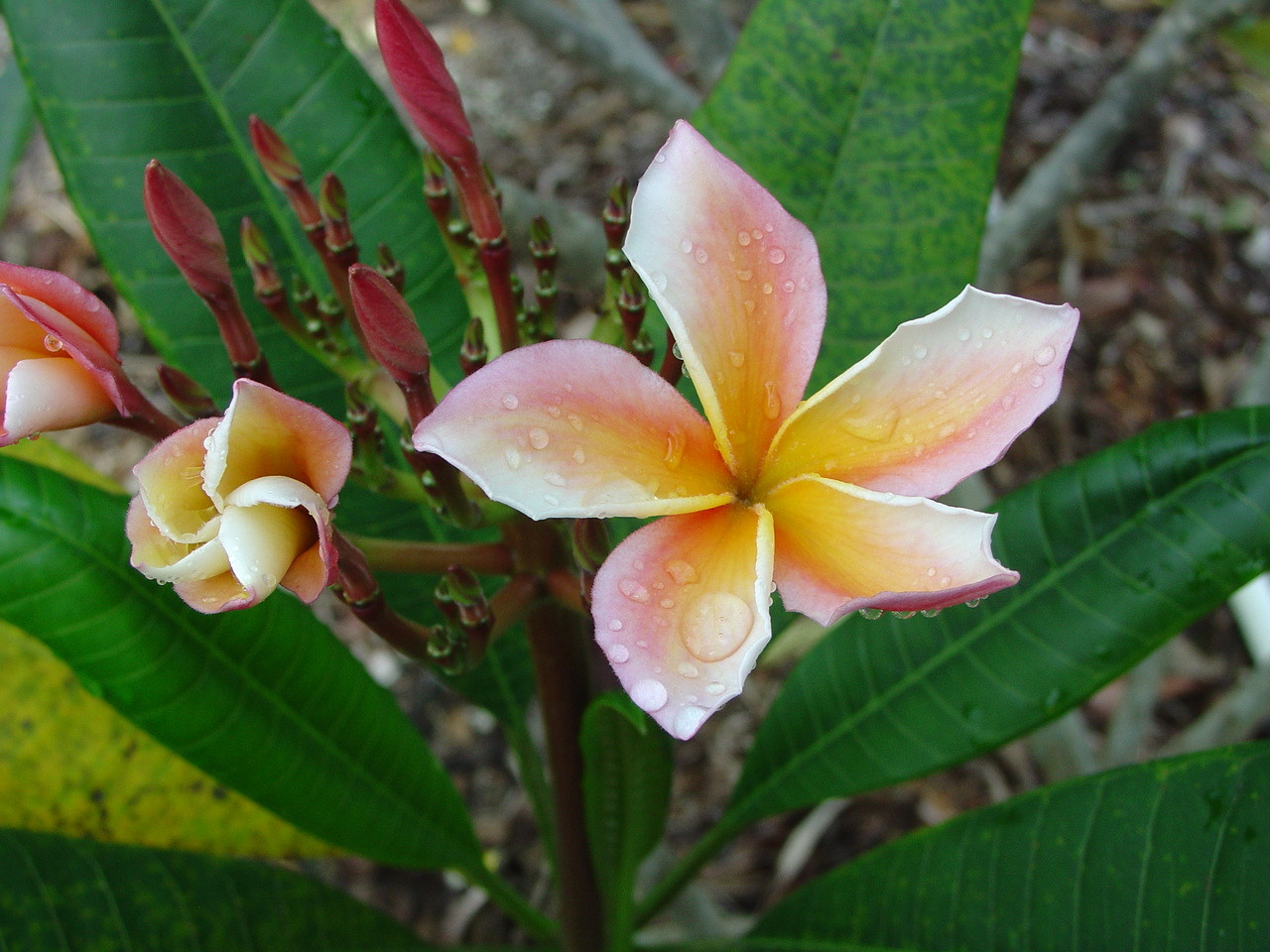 【363】plumeriaページ 363】plumeriaページ Gabrielle plumeria – Landz.us