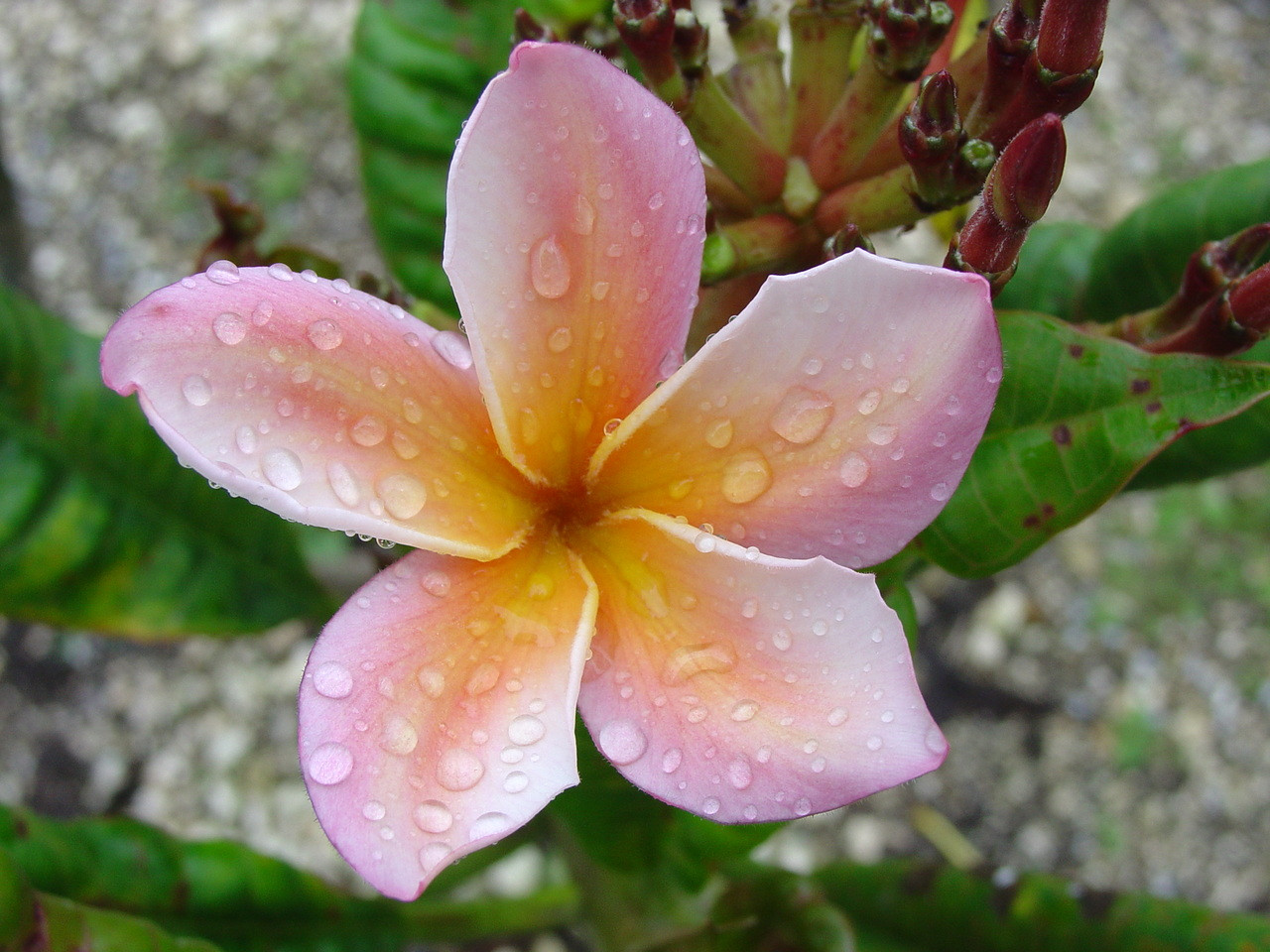 【363】plumeriaページ Plumeria plant ORANGE APRICOT
