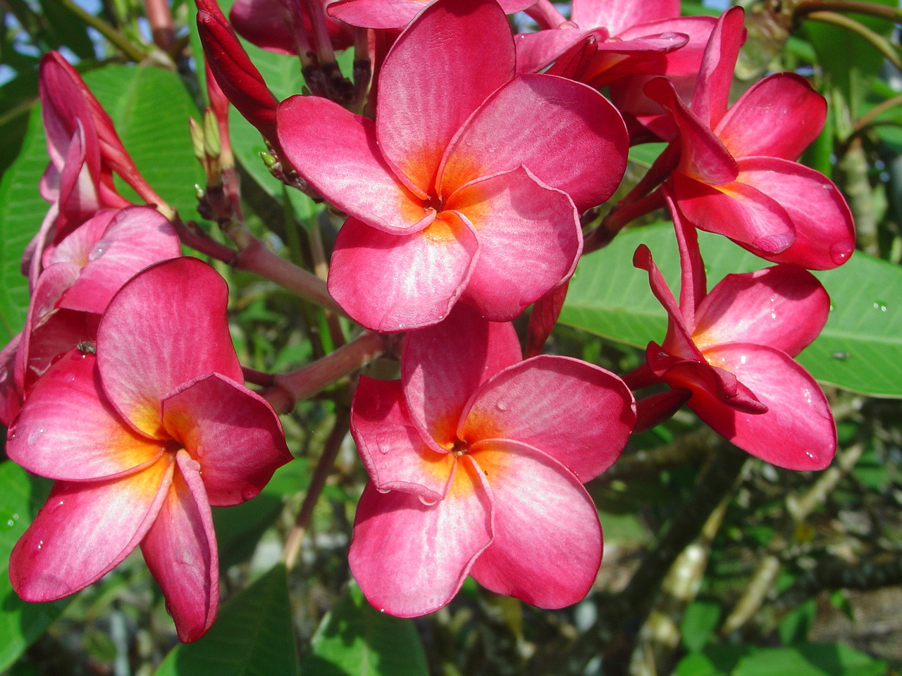 Donna S Plumeria Introduced by Florida Colors Nursery