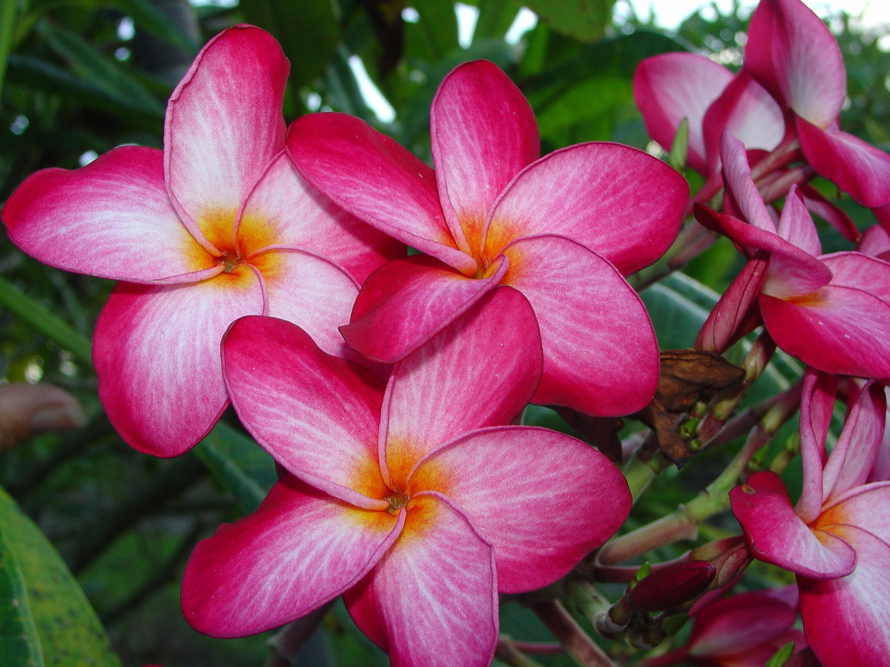 Donna S Plumeria Introduced by Florida Colors Nursery