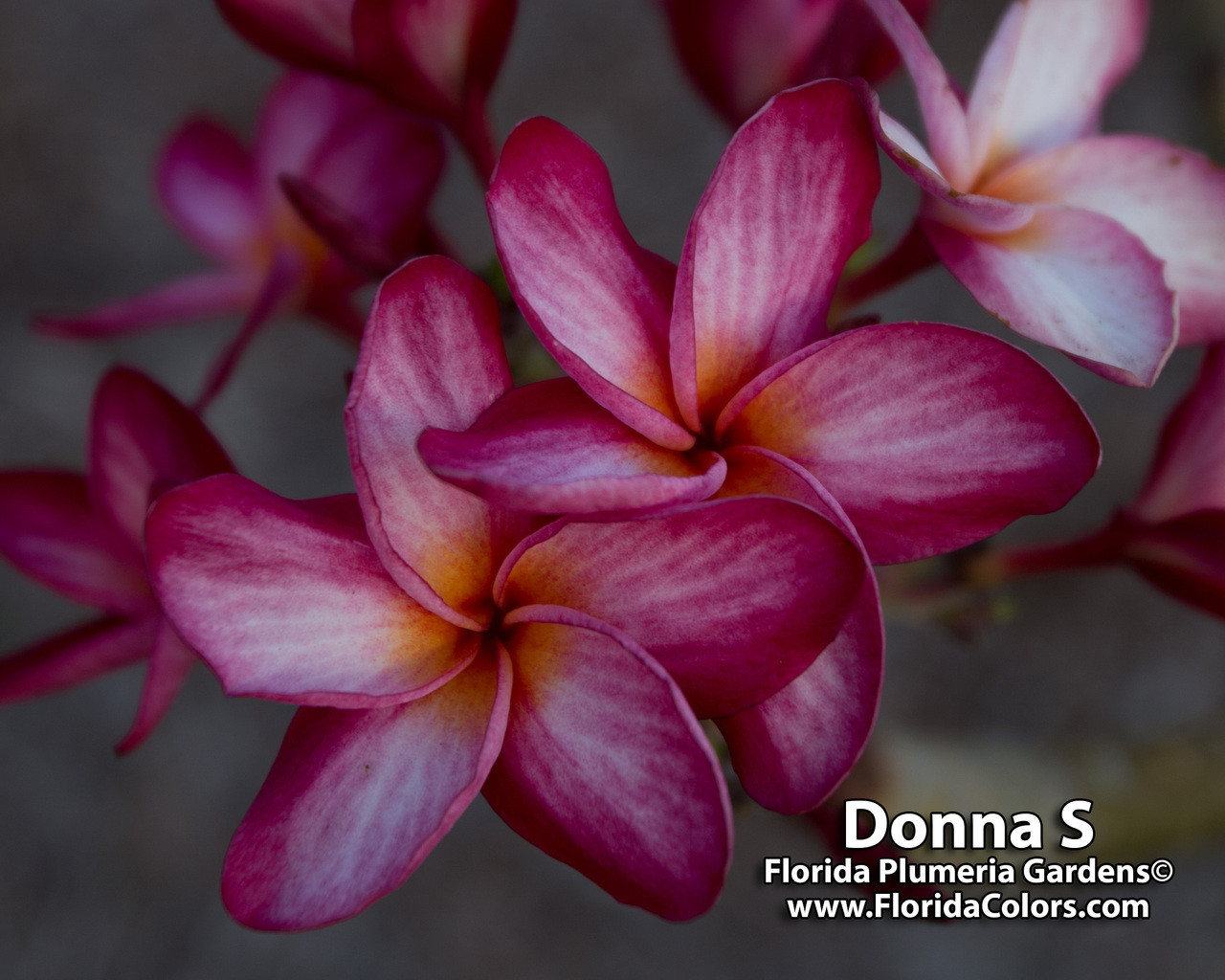 Donna S Plumeria Introduced by Florida Colors Nursery