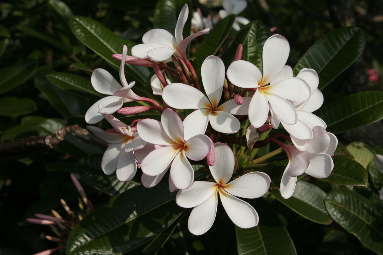 Dwarf Singapore Pink Plumeria Dwarf Singapore Pink Plumeria
