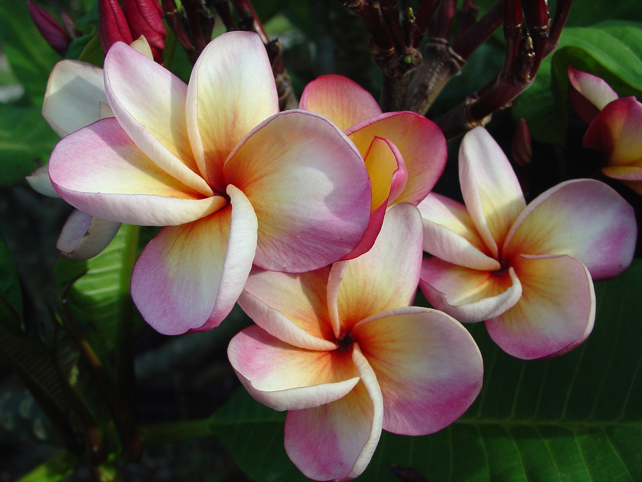 Jack's Cup Plumeria Introduced by Jungle Jack aka Hurricane Sunrise