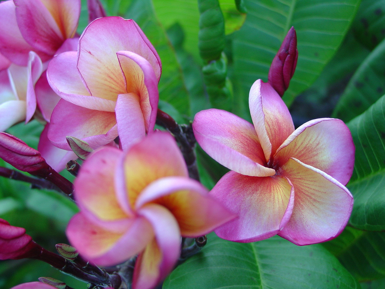 Jack's Cup Plumeria Introduced by Jungle Jack aka Hurricane Sunrise