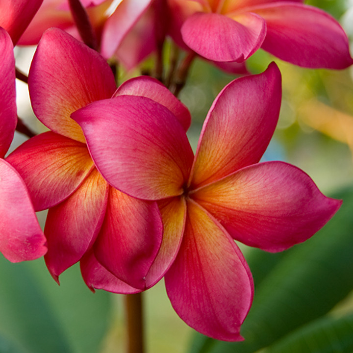 Jeannie Moragne Plumeria aka Jean Moragne Jr.