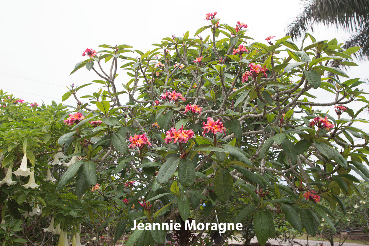 Q　Jean Moragne jr 花芽付き Jeannie Moragne Plumeria aka Jean Moragne Jr.