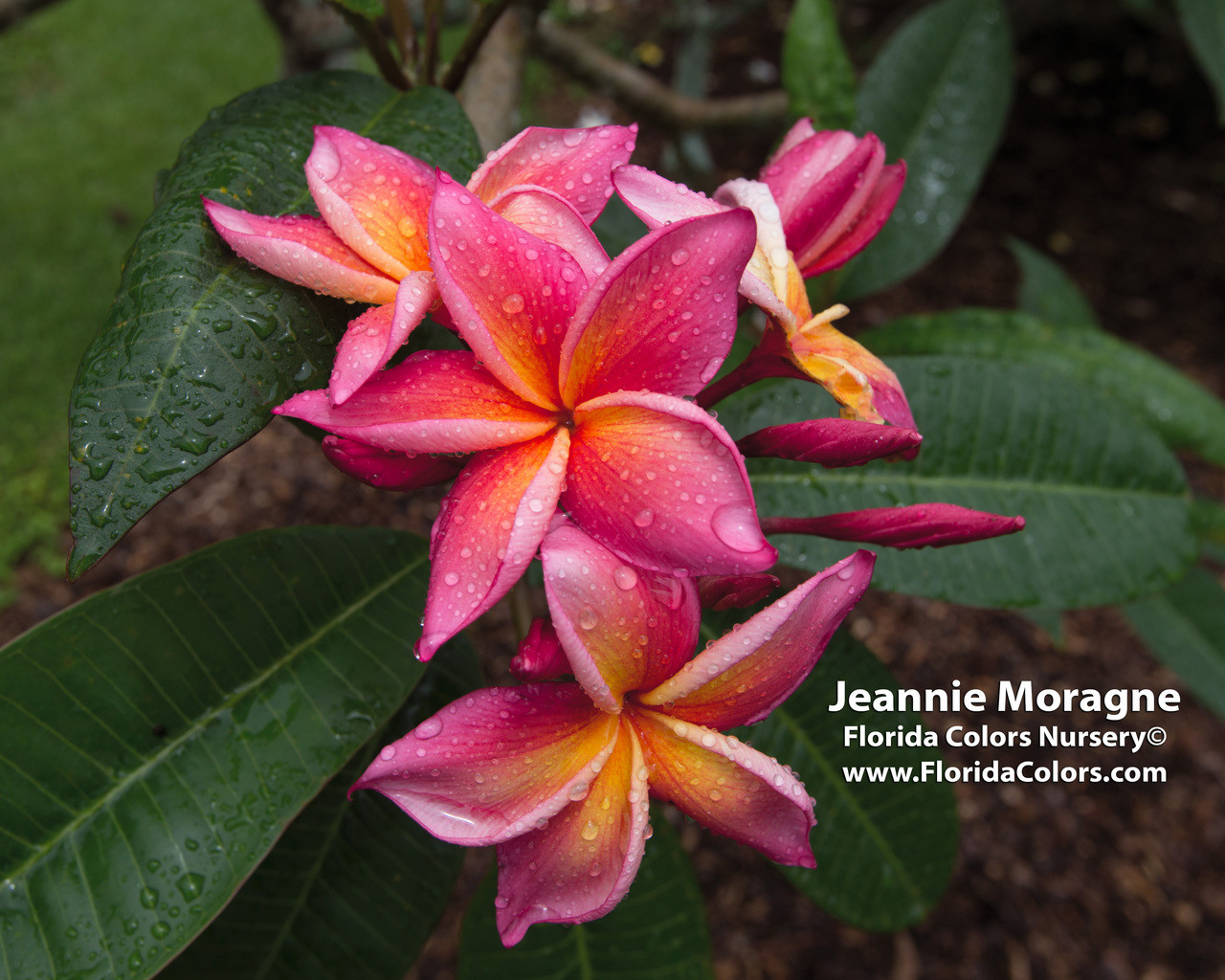 Q　Jean Moragne jr 花芽付き Jeannie Moragne Plumeria aka Jean Moragne Jr.