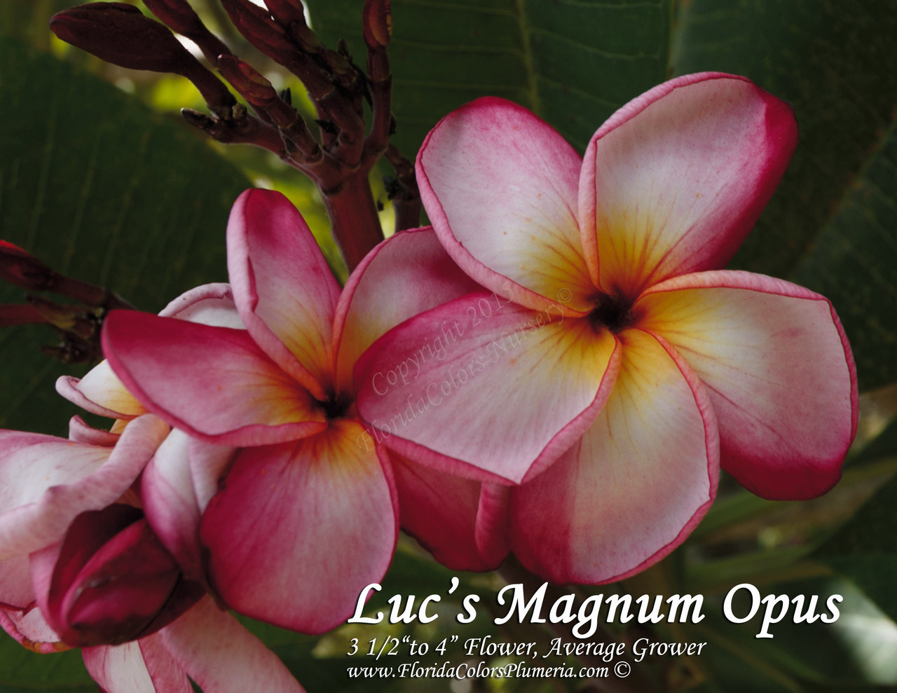 Luc's Magnum Opus Plumeria Introduced by Florida Colors Nursery