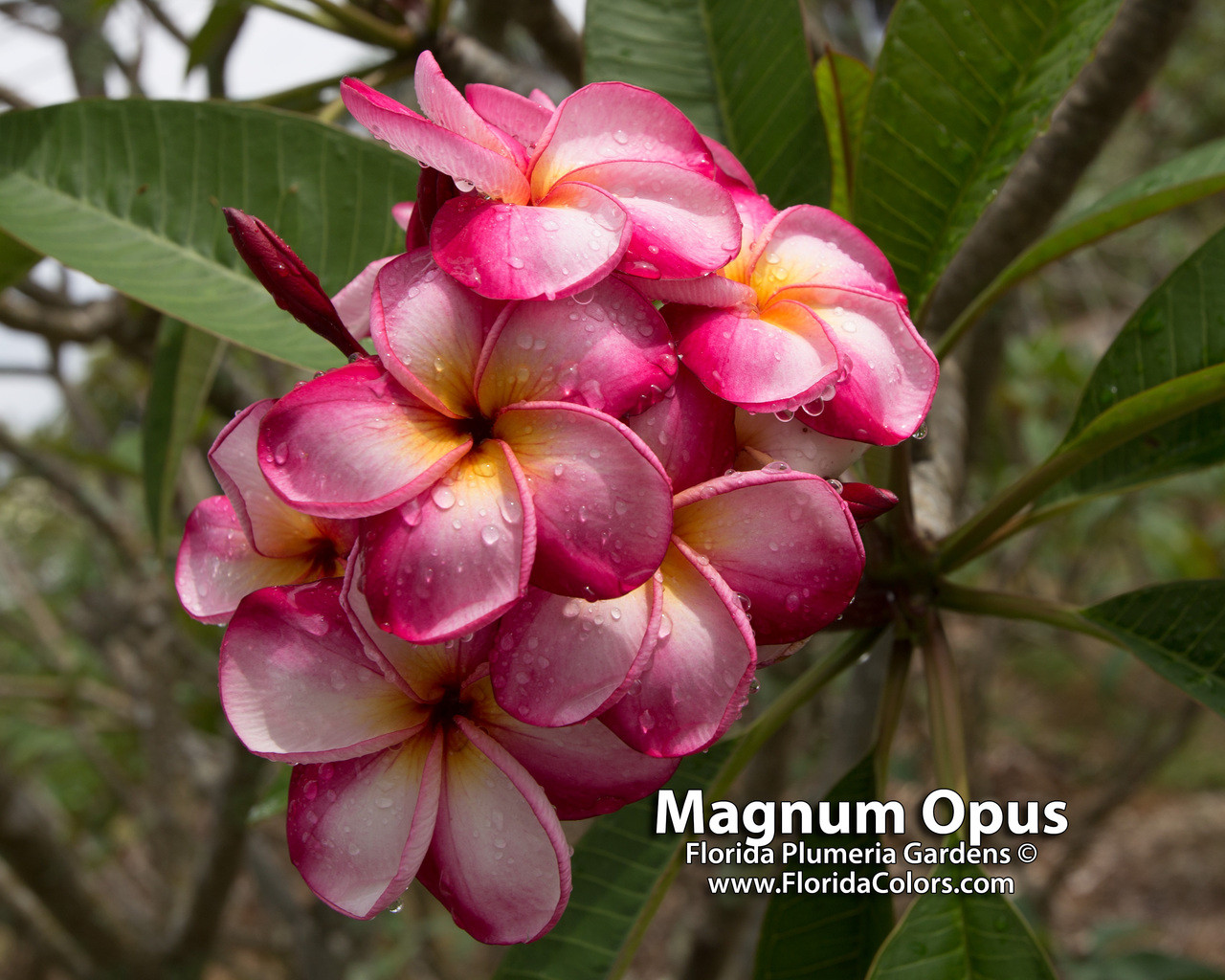 Luc's Magnum Opus Plumeria Introduced by Florida Colors Nursery
