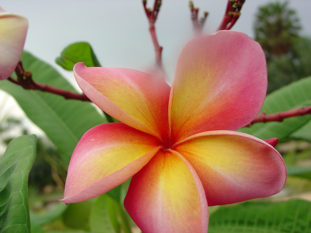 Polynesian Sunset Plumeria