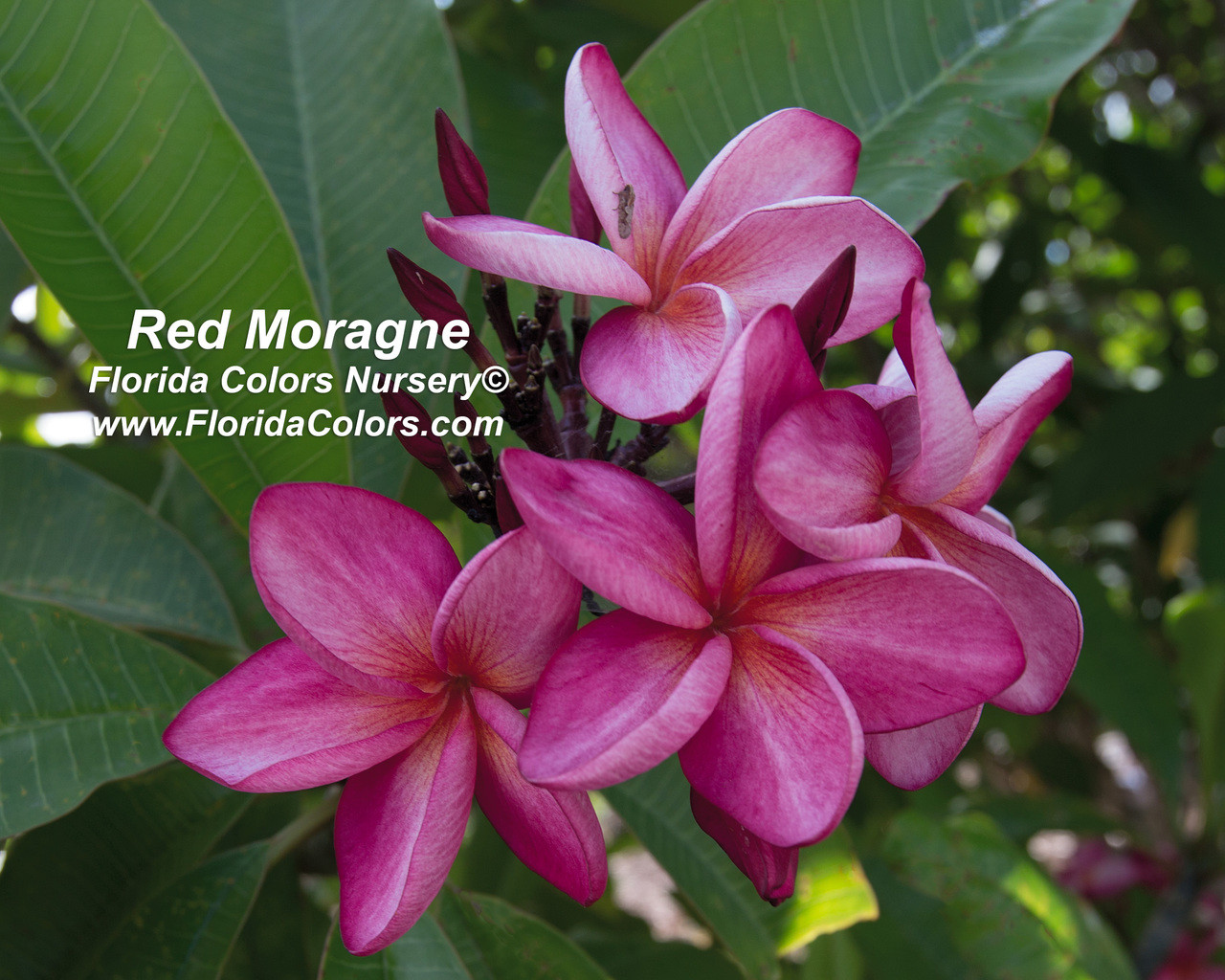Red Moragne Plumeria aka Moragne 93