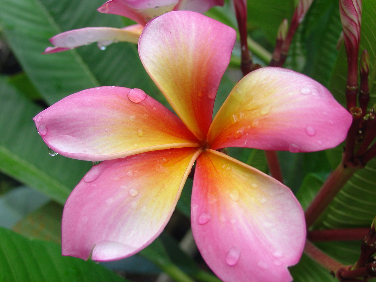 Wishy Washy Plumeria aka Cooktown Queen