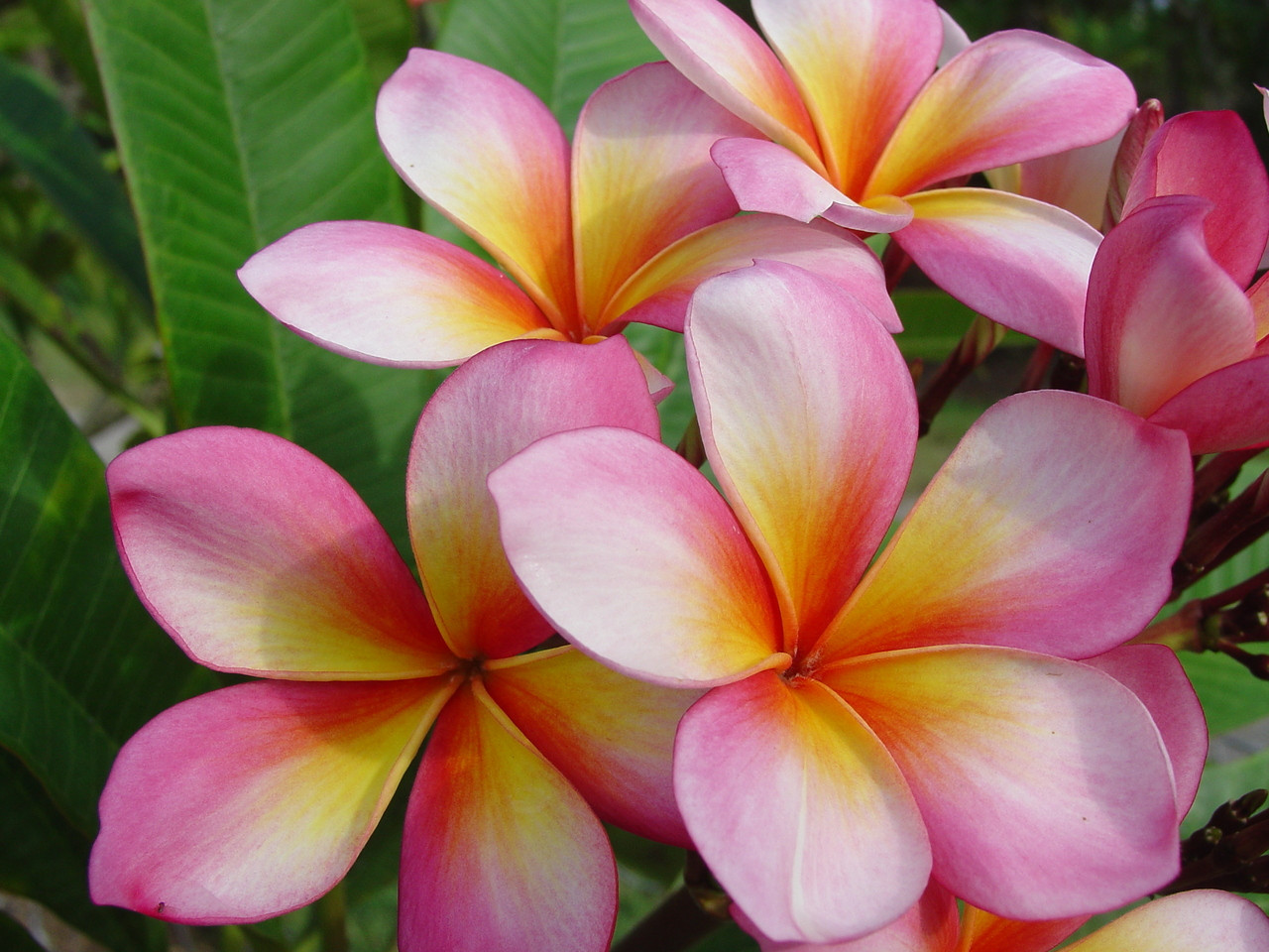 Wishy Washy Plumeria aka Cooktown Queen Wishy Washy Plumeria aka Cooktown Queen