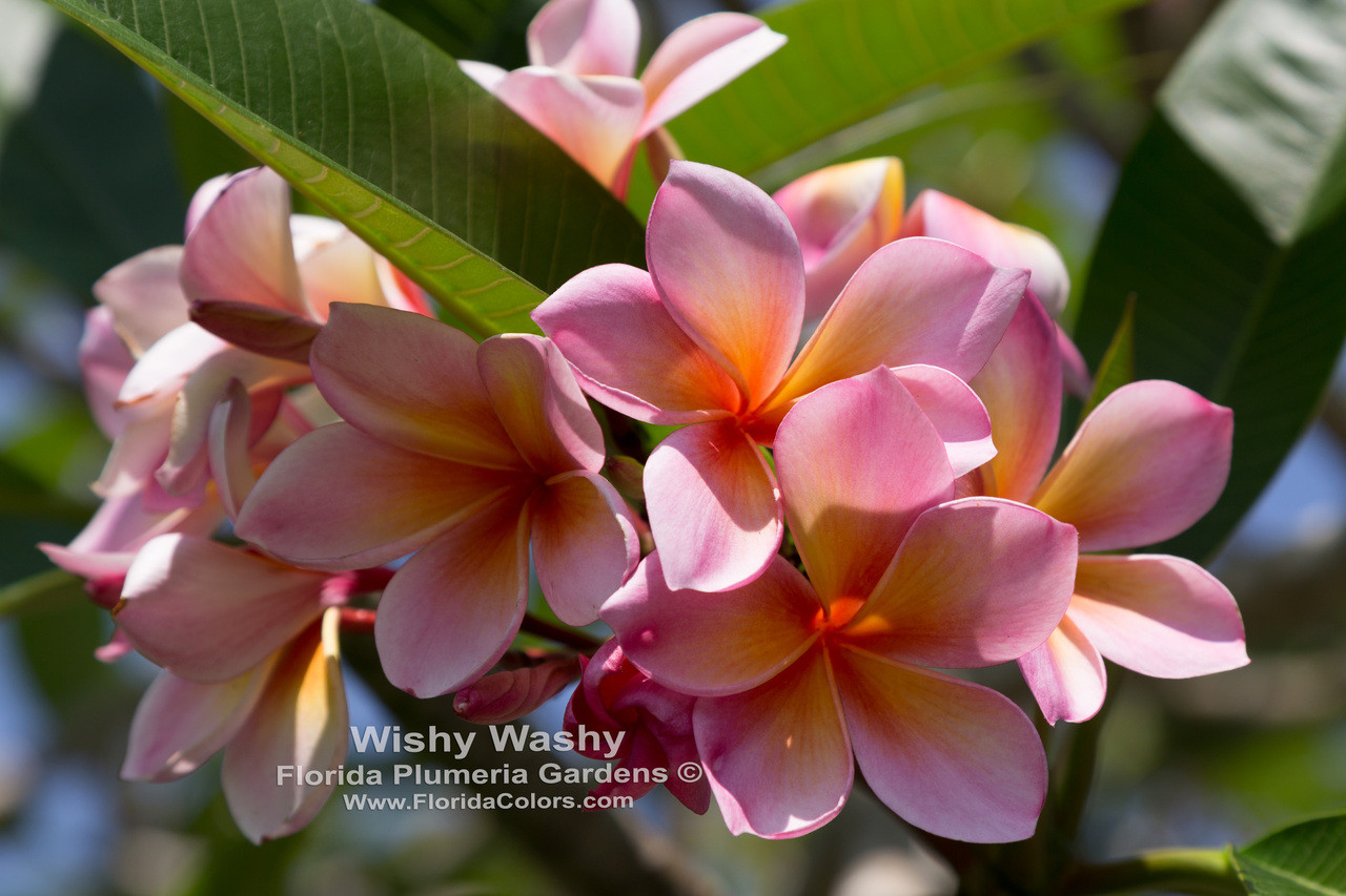 Wishy Washy Plumeria aka Cooktown Queen