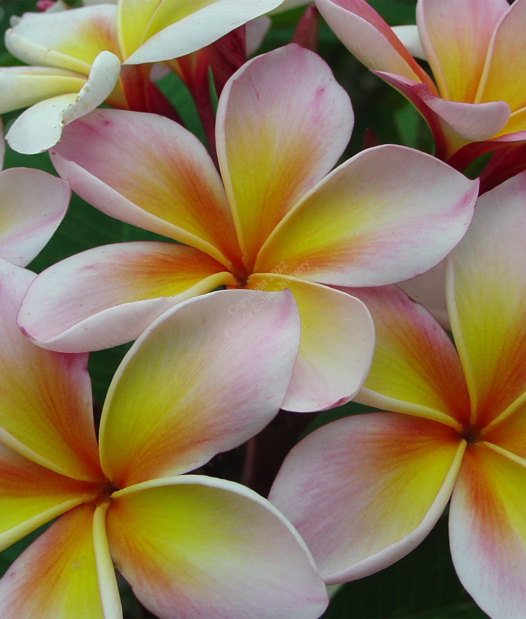 Aimhorn Plumeria aka Chompoo Paan