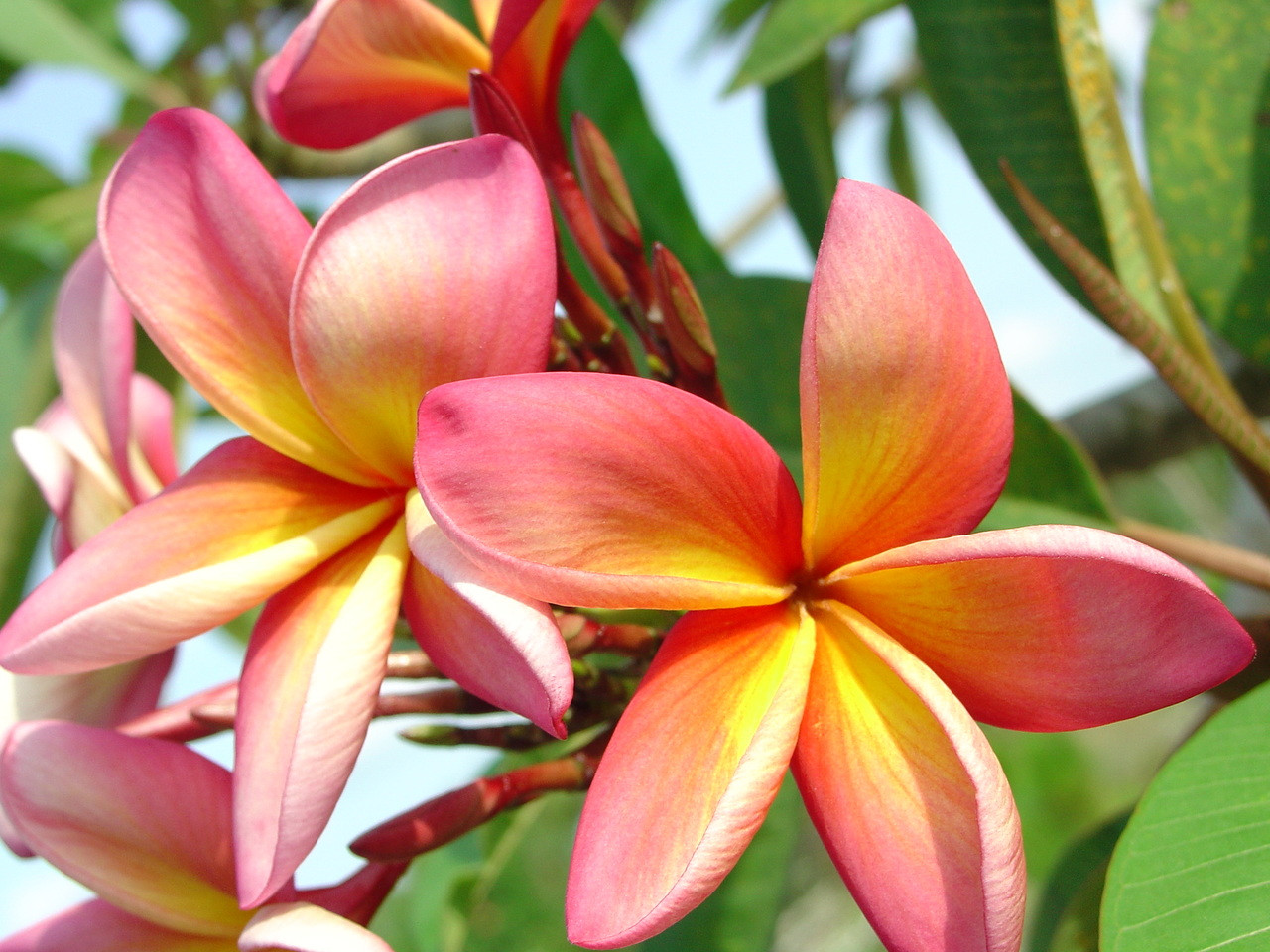 Barbados Showgirl Plumeria aka Confetti