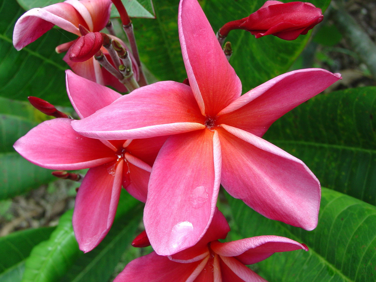 Dean Conklin Plumeria