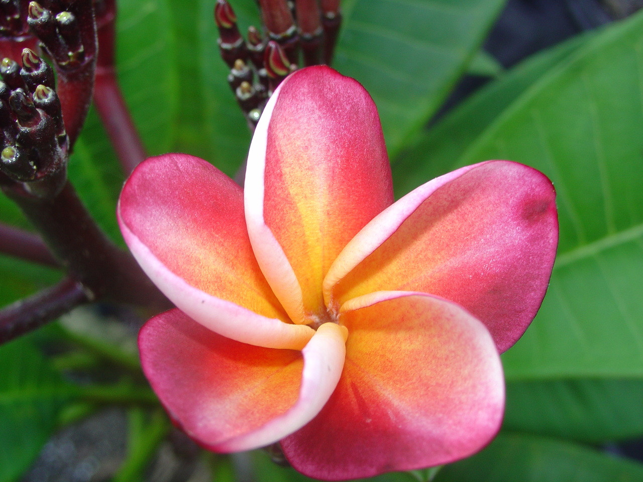 Shangra La Plumeria aka J85