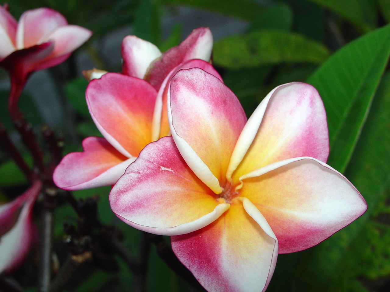 Shangra La Plumeria aka J85